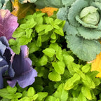 Chocolate Mint Plants Live Outdoor and Garden, Mint Plants Live in 3-Inch Pot, Cold-Hardy Mint Herb for Patios, Containers, and Ground Cover