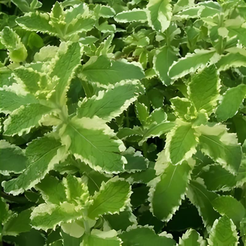 2 Spearmint Plant, 3" Pot, Fresh Herb Plants Live, Mint Plants for Inside Windowsills or Outdoor Garden Beds