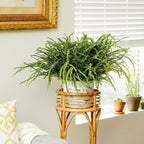 Button Fern for Planting, Ferns Live Plants in 2 Inch Pot, Air-Purifying, Perfect for Home and Office Décor, Easy Care Starter Plants