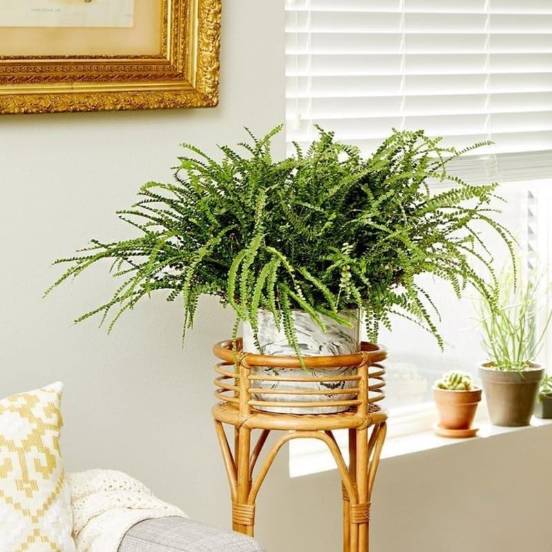 Button Fern for Planting, Ferns Live Plants in 2 Inch Pot, Air-Purifying, Perfect for Home and Office Décor, Easy Care Starter Plants
