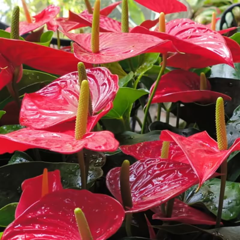 Anthurium Flamingo Flower Plant, Red Anthurium Plant Live in 4 Inch Pot, Air Purifying Flowering Indoor Houseplant, Home, Room, or Office Décor, Easy to Grow