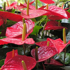 Anthurium Flamingo Flower Plant, Red Anthurium Plant Live in 4 Inch Pot, Air Purifying Flowering Indoor Houseplant, Home, Room, or Office Décor, Easy to Grow