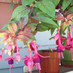 2 Fuchsia Plants Live, Gold and Red Foliage, 6-12 Inch Tall, Autumnale Variety, Trailing Flowering Plant, Ideal for Hanging Baskets
