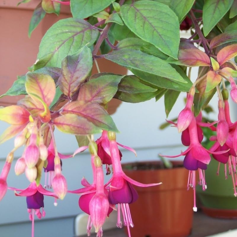 2 Fuchsia Plants Live, Gold and Red Foliage, 6-12 Inch Tall, Autumnale Variety, Trailing Flowering Plant, Ideal for Hanging Baskets