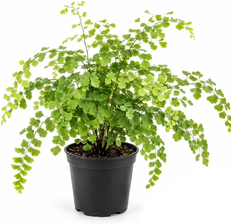 Maidenhair Ferns Live Plants, 4 Inch Pot, Shade-Loving Evergreen Houseplant for Indoor Planters and Desktop Décor