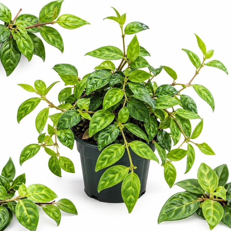 Pagoda Lipstick Plant Live in 6 Inch Pot, Trailing Indoor Plant