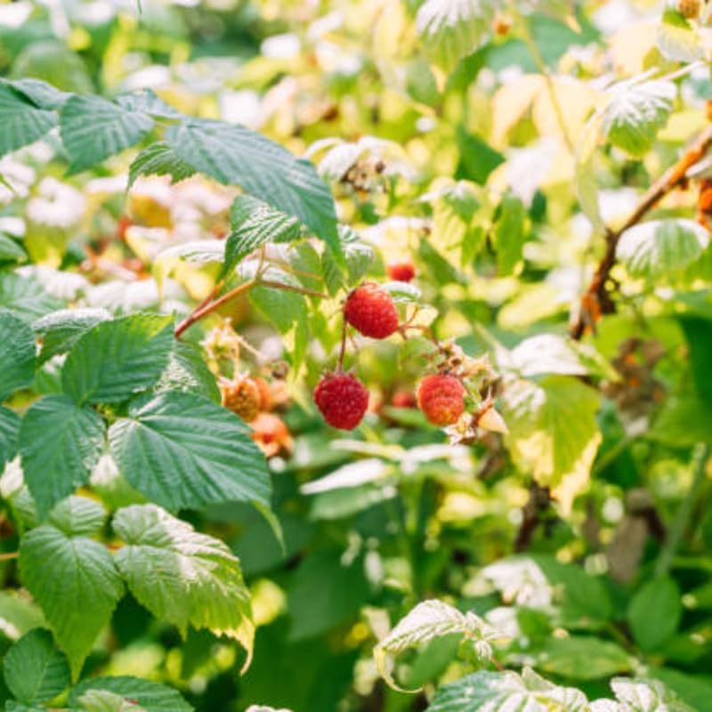 Red Raspberry Bushes Live Plant, 3 Inch Tall Bare Root Seedling, Rubus Idaeus Edible Berry Shrub, Summer Fruiting Plant for Backyard and Garden