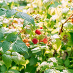 Red Raspberry Bushes Live Plant, 3 Inch Tall Bare Root Seedling, Rubus Idaeus Edible Berry Shrub, Summer Fruiting Plant for Backyard and Garden
