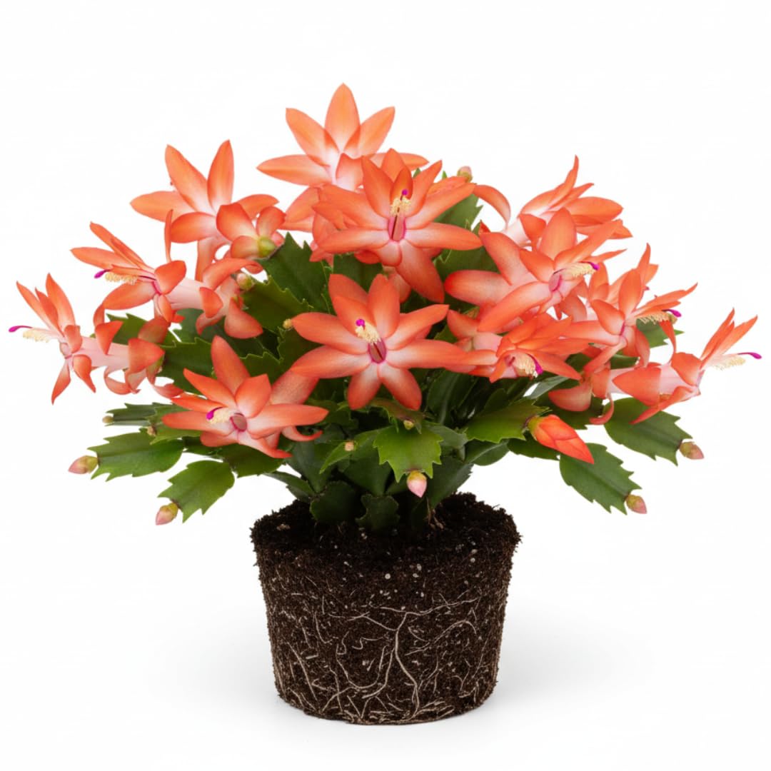 Exotic Red Christmas Cactus Plant Live| 4 to 7 Inch Tall Potted Indoor Decorative Plant for Home & Office | Live Christmas Cactus Plants Houseplants | Christmas Hanging Baskets for Outdoors
