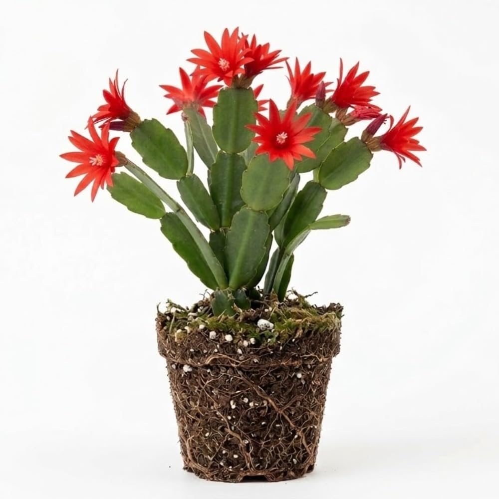 Light Orange Easter Cactus Live Plant 3 Inch Tall – Flowering Indoor Holiday Cactus with Soft Orange Blooms, Easy Care Easter Cactus Plants Live for Home, Office or Gift