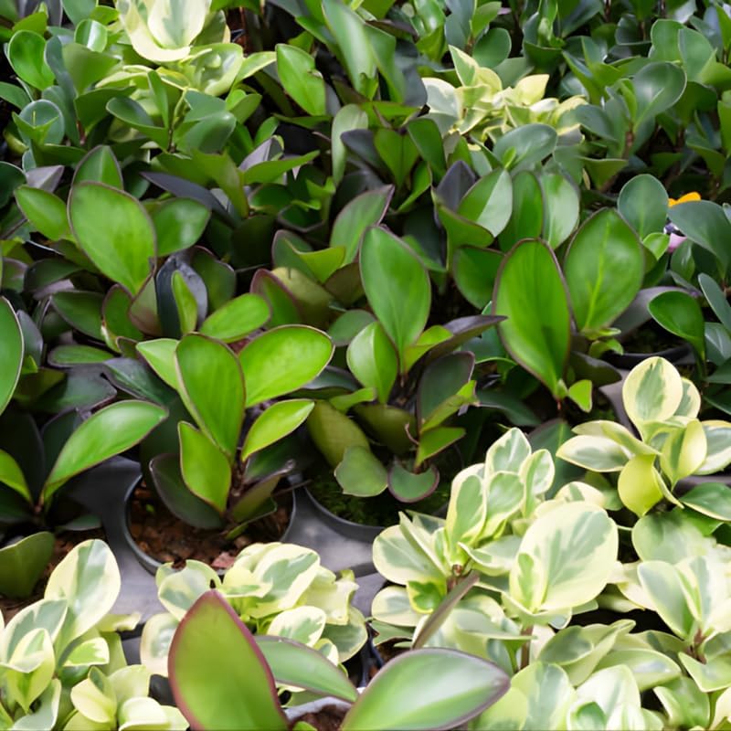 3 Peperomia Plant, Peperomia Clusiifolia Red Margin Live in 2 Inch Pot, Small Indoor Plant for Tabletop Decor, Gifting and Minimalist Spaces