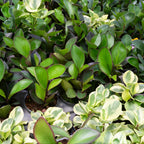 3 Peperomia Plant, Peperomia Clusiifolia Red Margin Live in 2 Inch Pot, Small Indoor Plant for Tabletop Decor, Gifting and Minimalist Spaces