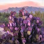 Purple Prickly Pear Cactus Plant in 3 Inch Potted| Live Purple Cactus | Low-Maintenance & Drought Resistant, Ideal for Home Décor, Patios, Landscaping, Succulent Gardens & Pots