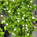 Maid of Orleans Jasmine Flower Plant in 4’’ Inch Pot | Live Jasmine Potted Plant Indoor | Suitable for Windowsills, Desks & Small Spaces | Perfect Fragrant Accent Plant for Home, Office