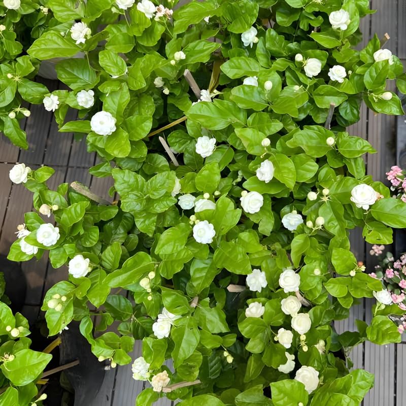 Maid of Orleans Jasmine Flower Plant in 4’’ Inch Pot | Live Jasmine Potted Plant Indoor | Suitable for Windowsills, Desks & Small Spaces | Perfect Fragrant Accent Plant for Home, Office