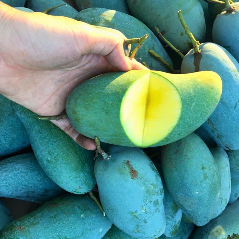 Mun Kun Si Tropical Mango Tree 2.5–3 Ft | Sweet Mango Fruit Tree for Patio, Backyard & Landscape Use | No Ship to CA, HI, AK