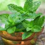 Chocolate Mint Plants Live, Mint Plants for Inside and Home Décor, 3-Inch Potted Fresh Herb for Indoor Outdoor Growing