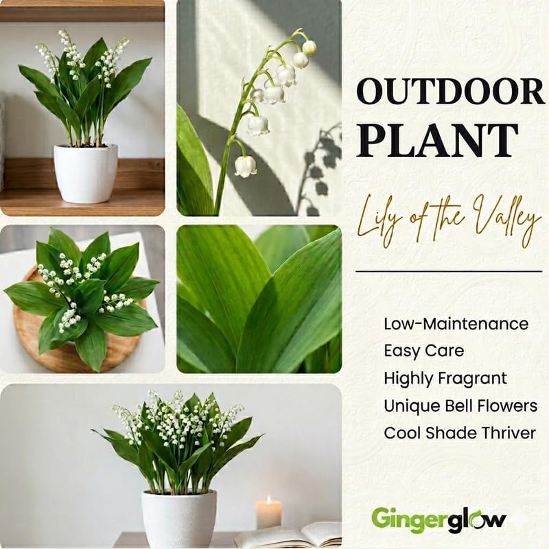 5 Lilly of The Valley Live Plant Roots for Planting, Low Maintenance Perennial, Long Lasting Blooms for Garden