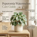 Watermelon Peperomia Plant Live Indoor, Peperomia Argyreia Plant in 4'' Inch Pot, Low-Maintenance Peperomia Live Plant, Ideal Plant for Home & Office