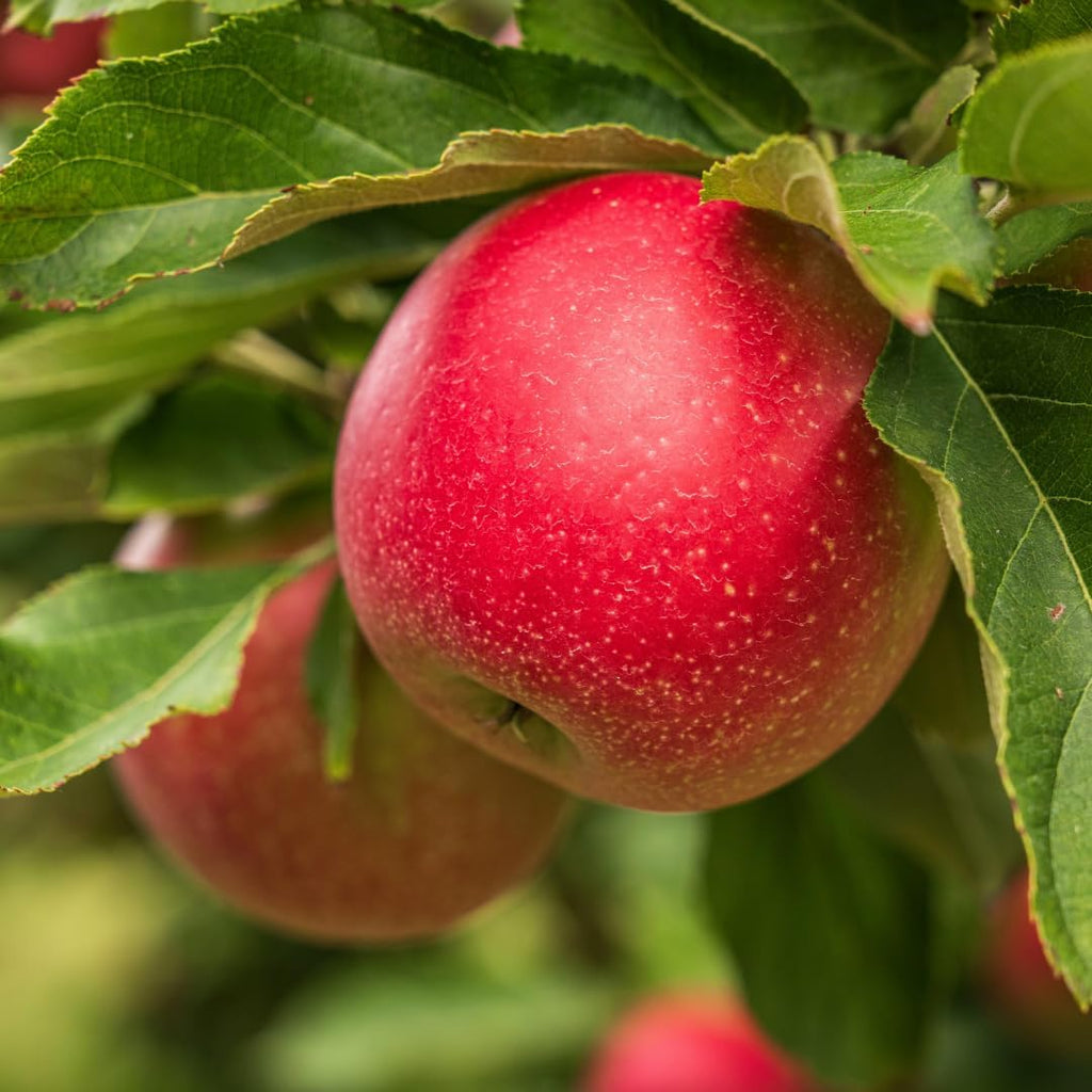 (No Ship to CA, HI, AK) Zestar Apple Tree Live Plant in 3 Gallon Pot - Fast Growing Apple Trees Live Plants Ready to Fruit, Perfect for Home Backyard and Garden
