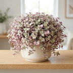 Live Succulent Pink Lady Turtle Vine Plant, 4" Potted Callisia Repens, Low Maintenance Trailing Houseplant for Indoor Spaces