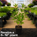 Limelight Hydrangea Tree Live Plant, 6-12" Tall in Quart Pot, Panicle Hydrangea for Planting, Grow Robust, Easy to Care Flowers for Landscapes