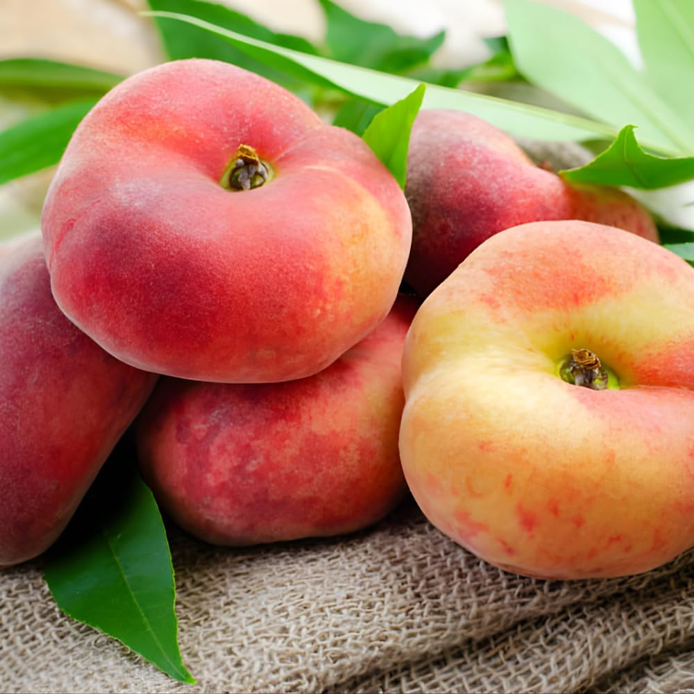 Large Donut Peach Fruit Tree Live Plant | 30-36 Inches Tall in 3 Gallon Pot | Sweet Yellow Red Peaches | Low Chill Nectarine Tree Seedling for Home Growers | No Ship to CA,HI,AK