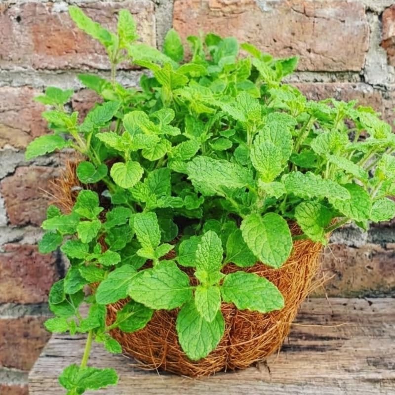 2 Chocolate Mint Plants, 3-Inch Pot, Mint Plants Live, Fast Growing Aromatic Perennial for Modern Landscape and Herb Gardening