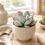 Cotyledon Orbiculata Succulents Plant Live, 2 Inch Pot, Unique Live Succulent, Low Maintenance, Easy Care, Beautiful Indoor Houseplant, Ideal for Home Décor & Gifts