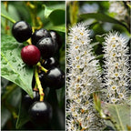 2 Cherry Laurel Hedge Plants 6–12 Inch Tall | Live Green Shrubs for Privacy Screens | Hardy Fast-Growing Hedge Starter Plants