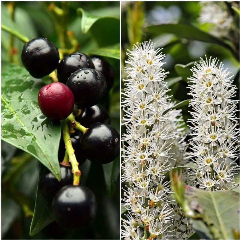 2 Cherry Laurel Hedge Plants 6–12 Inch Tall | Live Green Shrubs for Privacy Screens | Hardy Fast-Growing Hedge Starter Plants