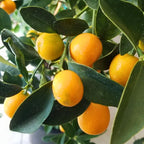 Meiwa Kumquat Tree Live Plants 3 Ft Tall Tall | Fresh Sweet Kumquats | Fragrant Citrus Blooms | Versatile Live Fruit Trees for Outdoor or Patio Planting