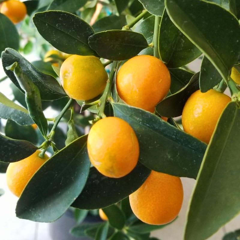 Meiwa Kumquat Tree Live Plants 3 Ft Tall Tall | Fresh Sweet Kumquats | Fragrant Citrus Blooms | Versatile Live Fruit Trees for Outdoor or Patio Planting