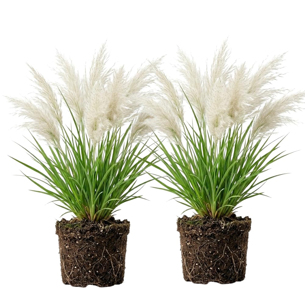 2 Pink Pampas Grass Live Plant, Cortaderia Selloana, Well-Rooted 4" Potted Plant for Privacy Screens and Sunny Spots