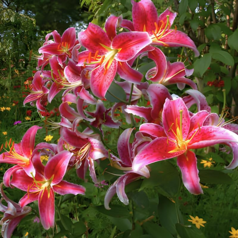 Lilly Bulbs for Planting, Stargazer Lily, 5 Large Bulbs, Intense Scented Oriental Lily for Sunny Patios, Landscapes, and Cutting Gardens