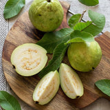 Guava Tree Live Plant - Thai White Guava, 2-3 Feet Size, 3 Gallon Pot, Well-Rooted Tropical Tree, Low Maintenance Fruit Trees for Outdoor Planting (No Ship to CA, HI, AK)