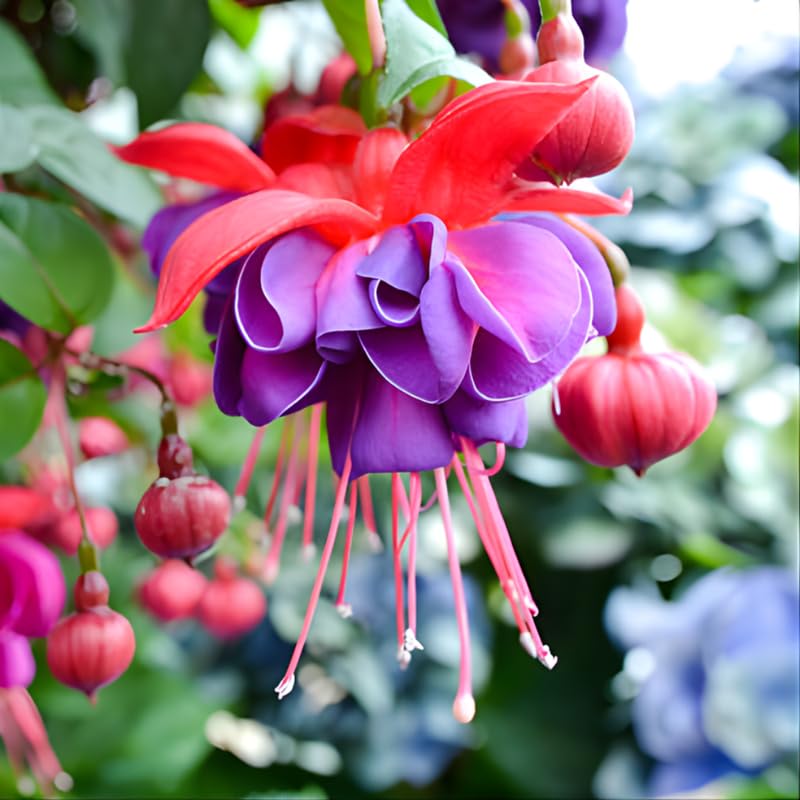Fuchsia Plants Live, Gold and Red Foliage, 6-12 Inch Tall, Autumnale Variety, Trailing Flowering Plant, Ideal for Hanging Baskets