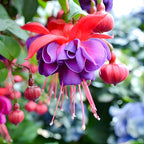 Fuchsia Plants Live, Gold and Red Foliage, 6-12 Inch Tall, Autumnale Variety, Trailing Flowering Plant, Ideal for Hanging Baskets
