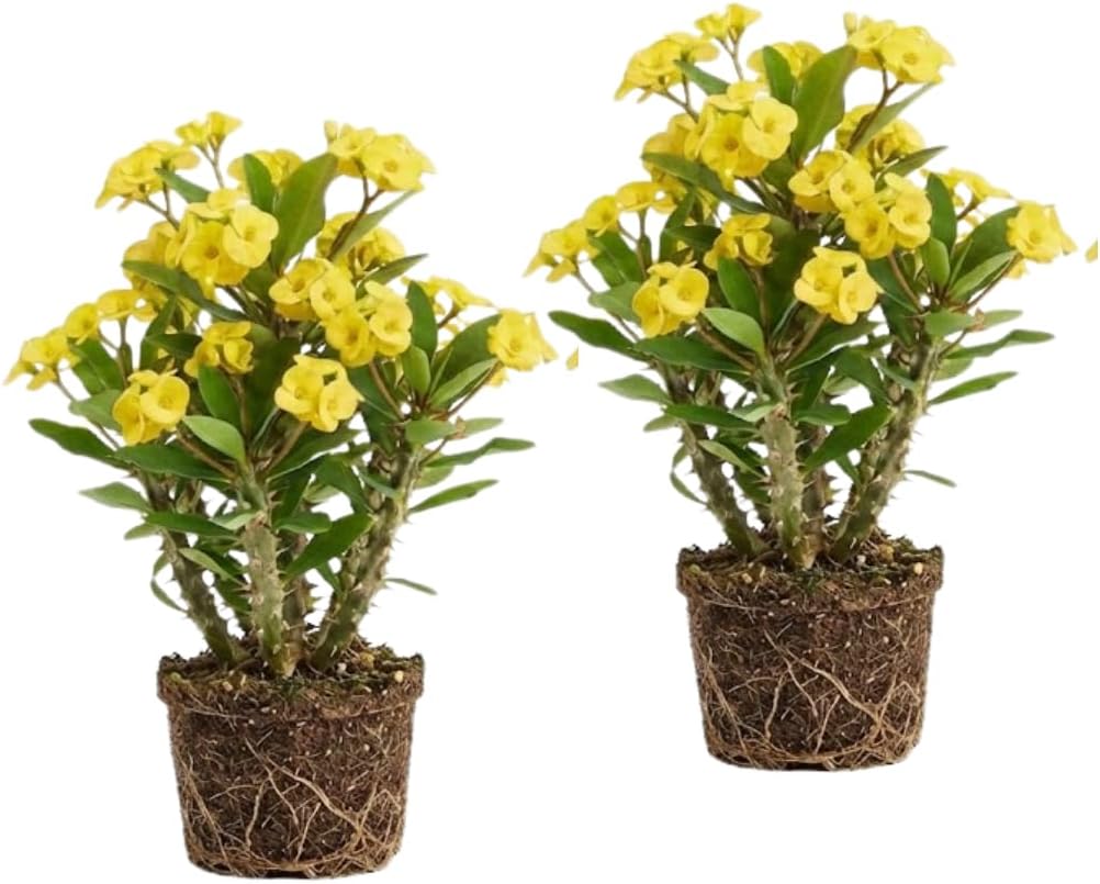 2-Plant Set Euphorbia Milii Live Plant | Crown of Thorns Houseplant | 4 to 8 Inch Tall, Easy to Grow Indoor or Outdoor Decorative Plant, Home Office, Patio Garden