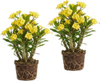 2-Plant Set Euphorbia Milii Live Plant | Crown of Thorns Houseplant | 4 to 8 Inch Tall, Easy to Grow Indoor or Outdoor Decorative Plant, Home Office, Patio Garden