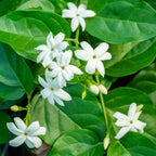 Belle of India Jasmine Plant Live | Size 4 to 5 Inch Tall | Housewarming Friendship Gifts for Women Best Friend Presents for Mom Birthday Gift for New Home
