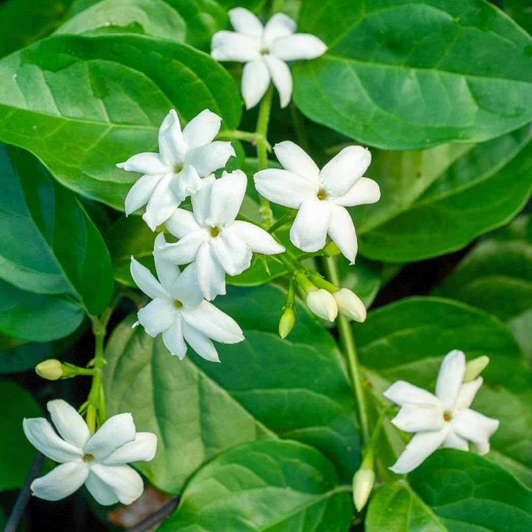 Belle of India Jasmine Plant Live | Size 4 to 5 Inch Tall | Housewarming Friendship Gifts for Women Best Friend Presents for Mom Birthday Gift for New Home