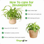 Curly Spider Plant Live in 4 Inch Pot, Live Spider Plants Indoor, Air-Purifying, Low Maintenance, Perfect for Home and Office Décor, Easy Care Starter Plants