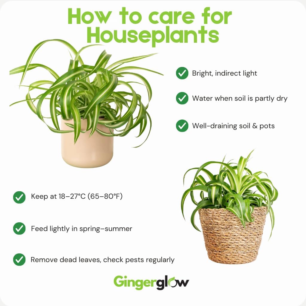 Curly Spider Plant Live in 4 Inch Pot, Live Spider Plants Indoor, Air-Purifying, Low Maintenance, Perfect for Home and Office Décor, Easy Care Starter Plants
