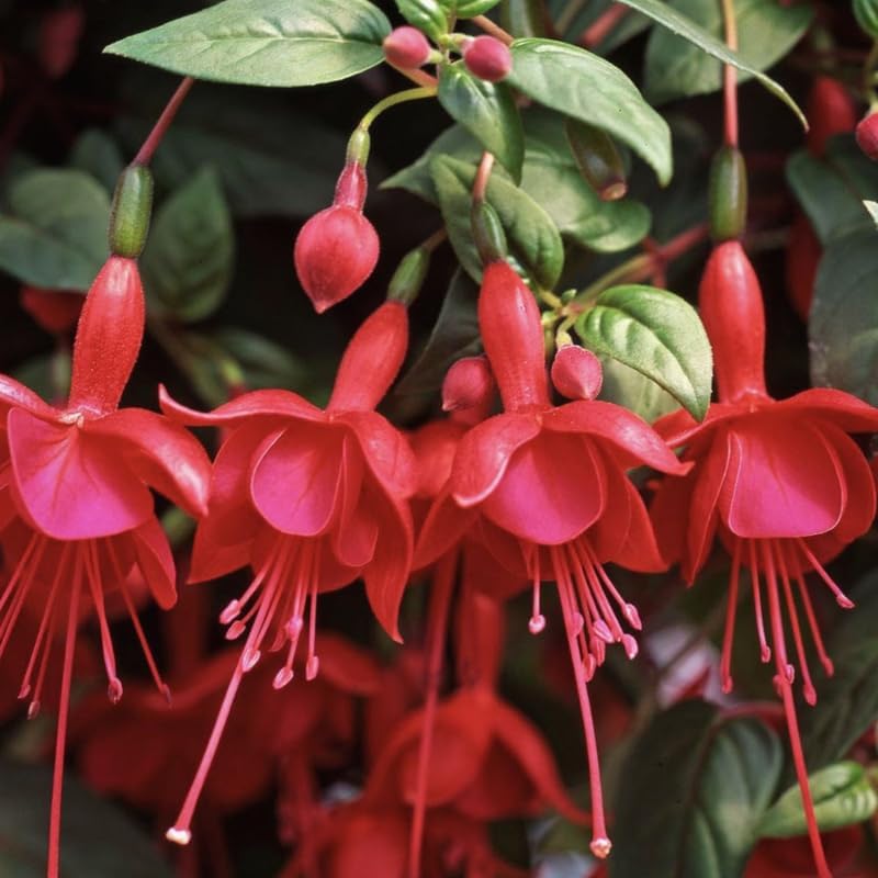 Fuchsia Plants Live, Double Red Fuchsia, 6-12 Inch Tall, Marinka Variety, Fast Growing Deciduous Flowering Shrub, Well-Rooted Plant