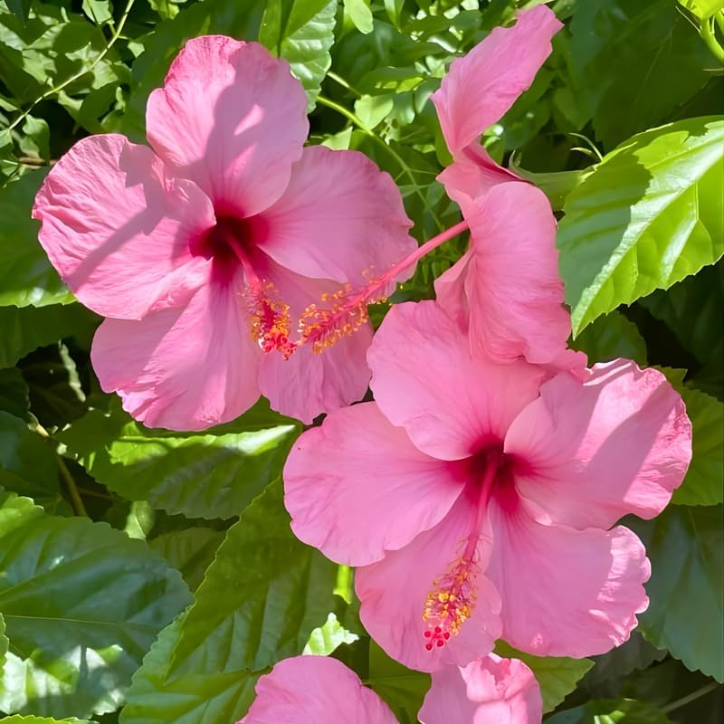 2 Pink Hibiscus Althea Live Plants for Planting | 12–18 Inch Tall | Pink Flowering Rose of Sharon Trees for Outdoor Gardens & Privacy Screens