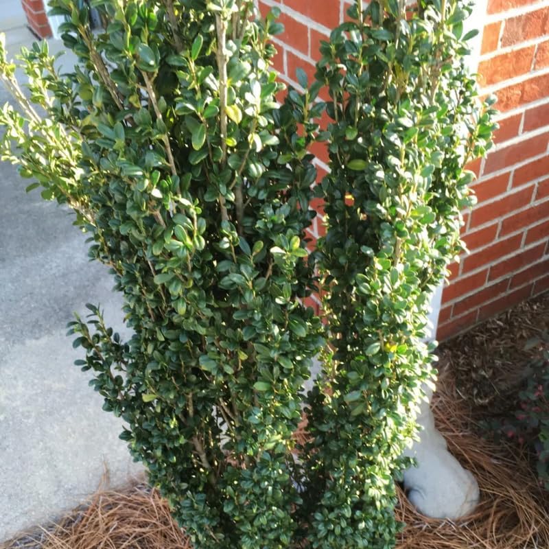 Live Sky Pencil Holly Bushes Ready to Plant in 1 Quart Pot | Cold-Hardy Columnar Evergreen | Well-Rooted Established Starter Shrub