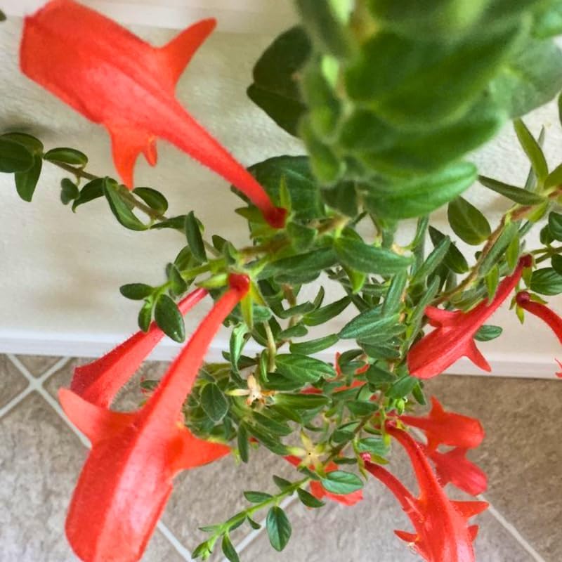 Live Goldfish Cactus Plant (Columnea Long Leaf) 4-6 Inch Tall | Long Leaf Variety, Flowering Trailing Plant Suitable for Gifts & Ideal for Home Interiors