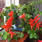 Columnea Long Leaf Goldfish Cactus Plant Live | 4-6 Inch Tall | Stunning Trailing Indoor Plant | Long Foliage with Bright Blooms for Hanging Baskets | Suitable for Gifts