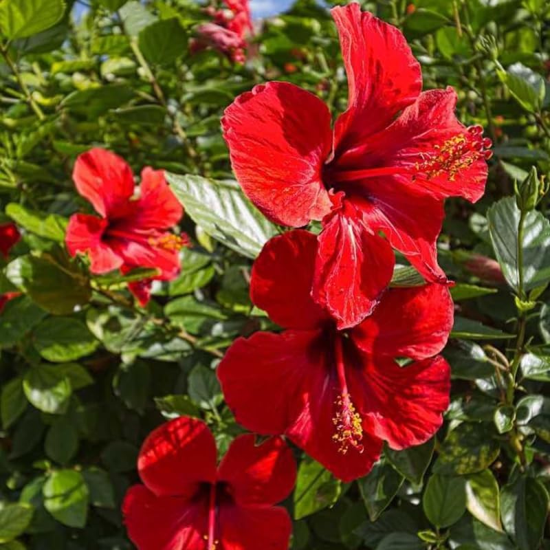 2 Red Hibiscus Althea Live Plants for Planting | 12–18 Inch Tall | Red Flowering Rose of Sharon Trees for Outdoor Gardens & Privacy Screens